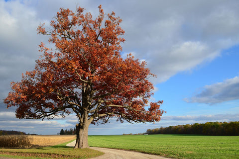 Everything To Know About Growing a Mighty Oak Tree – Plant Me Green