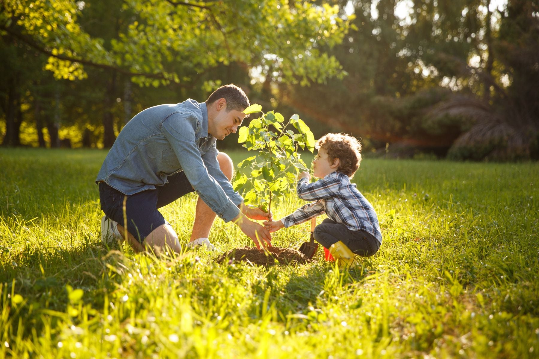 Common Mistakes Made When Planting a Pecan Tree