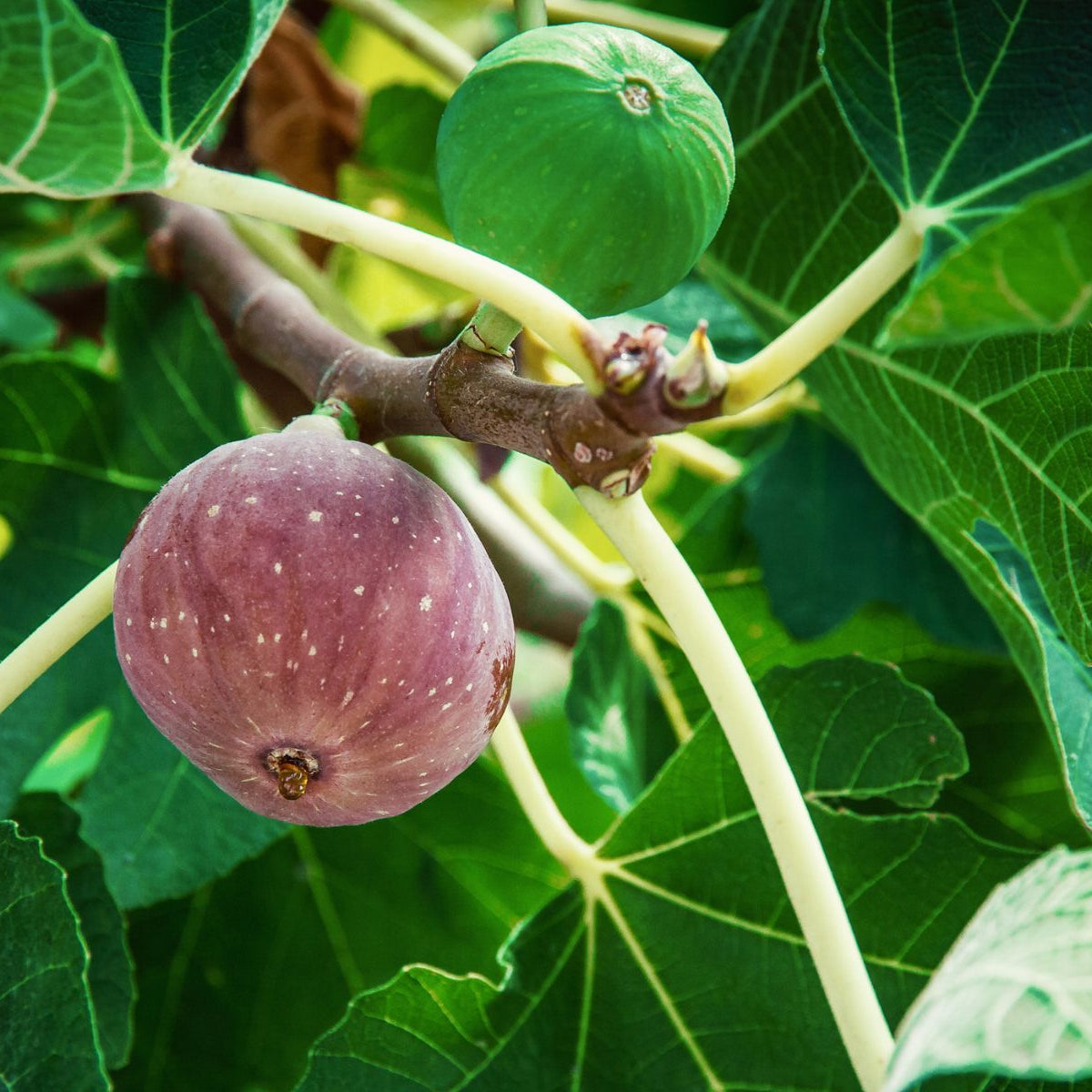 Why Planting the Right Tree in the Right Place Is Important – Plant Me ...