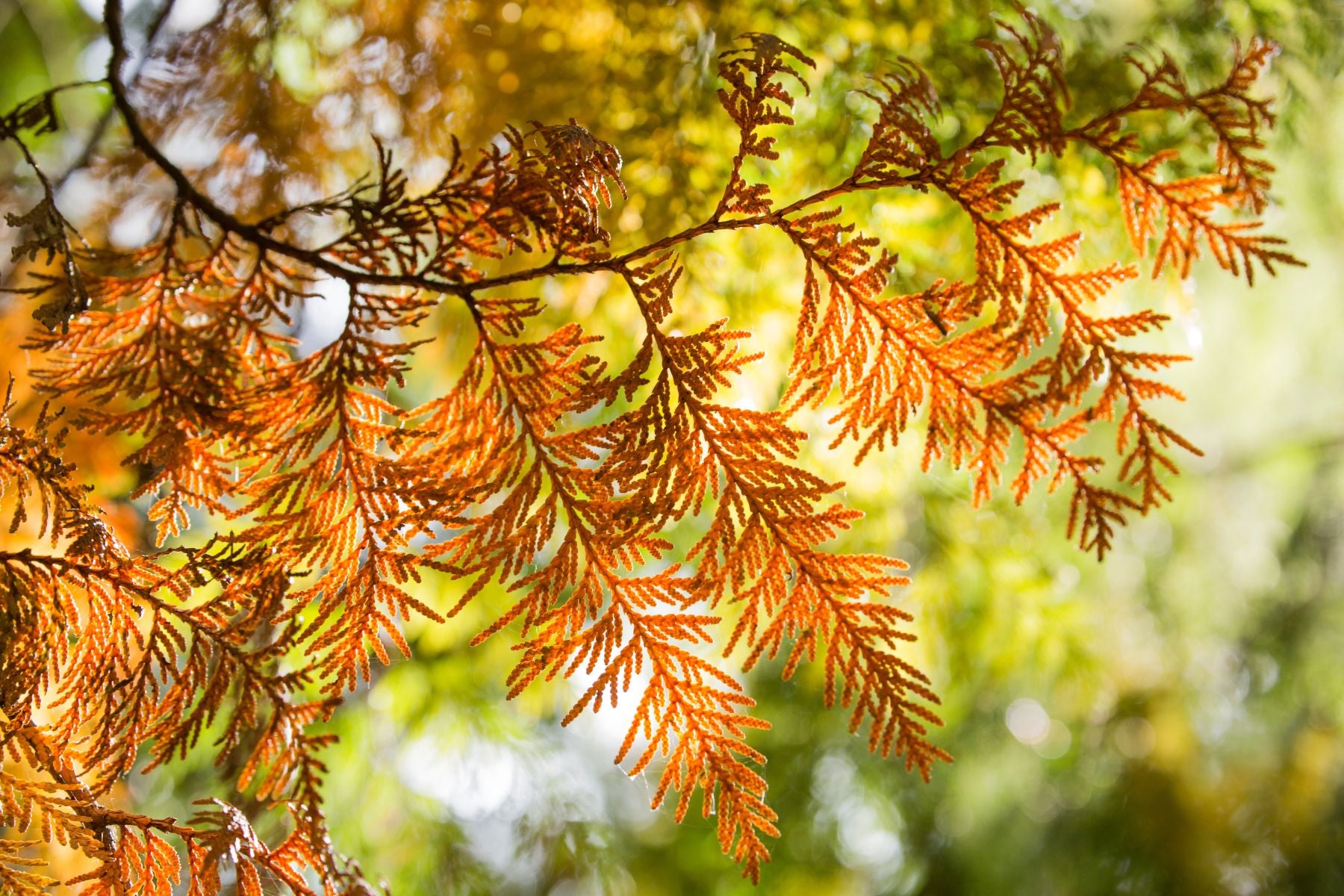 Common Signs Something Is Wrong With Your Tree