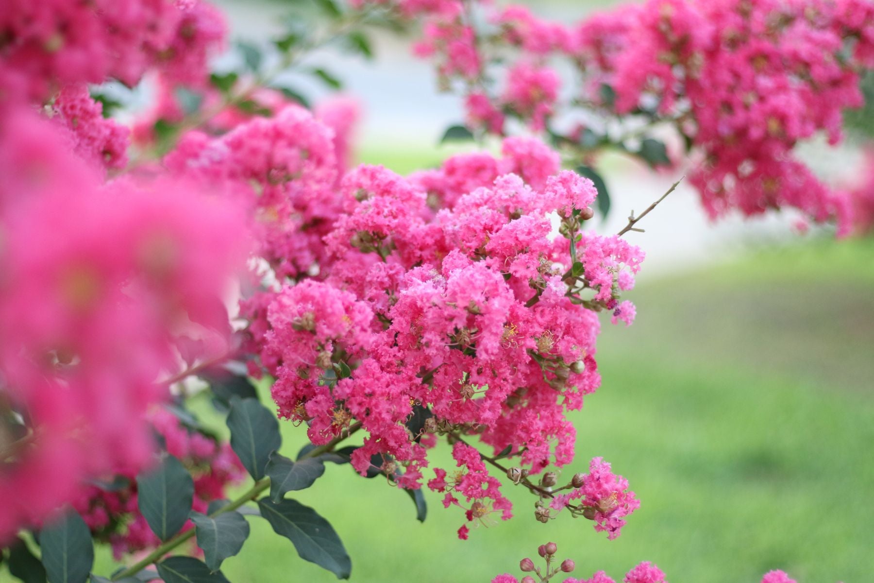 What’s That White Stuff on Your Crape Myrtle?