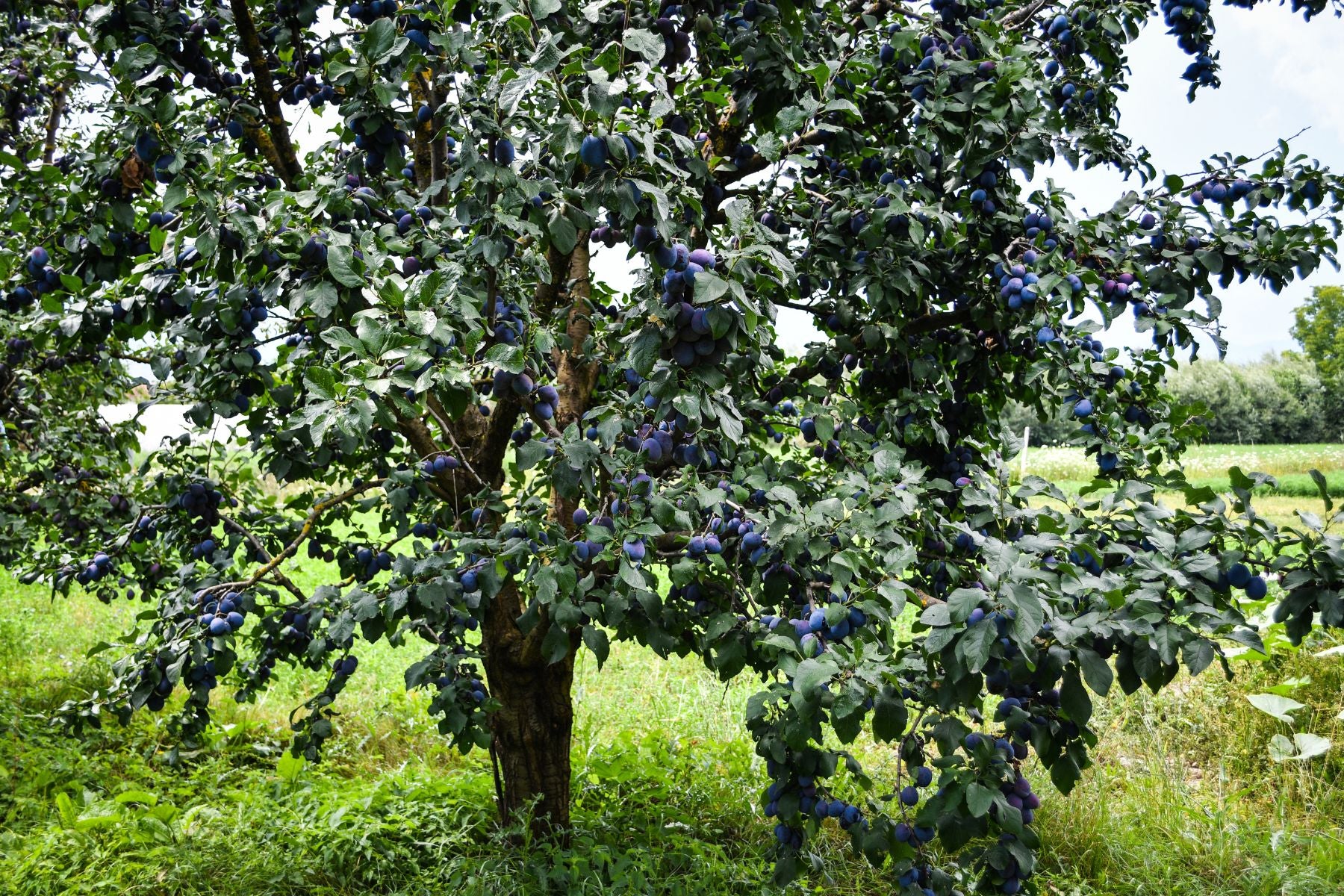 Fruit Tree Care: Managing and Removing Tree Suckers