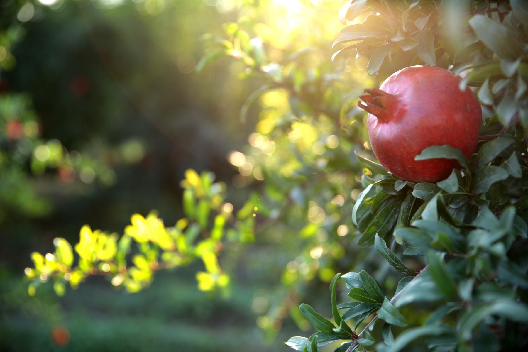 The Life of a Pomegranate Tree: When Fruit Forms