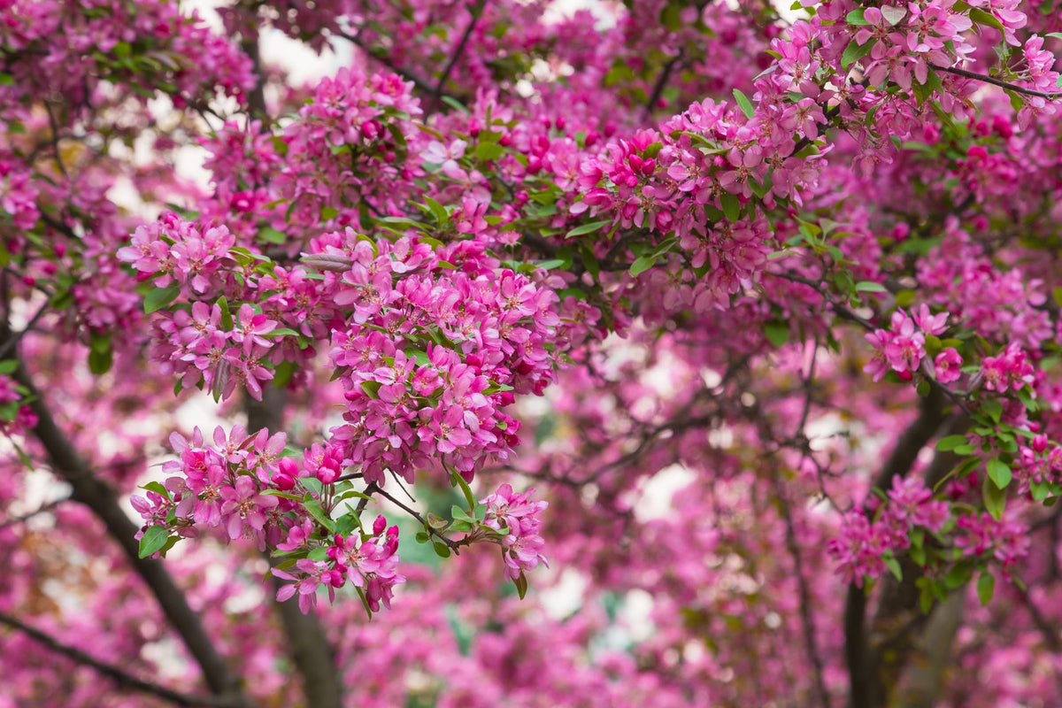 Everything You Need To Know Before Buying a Flowering Tree