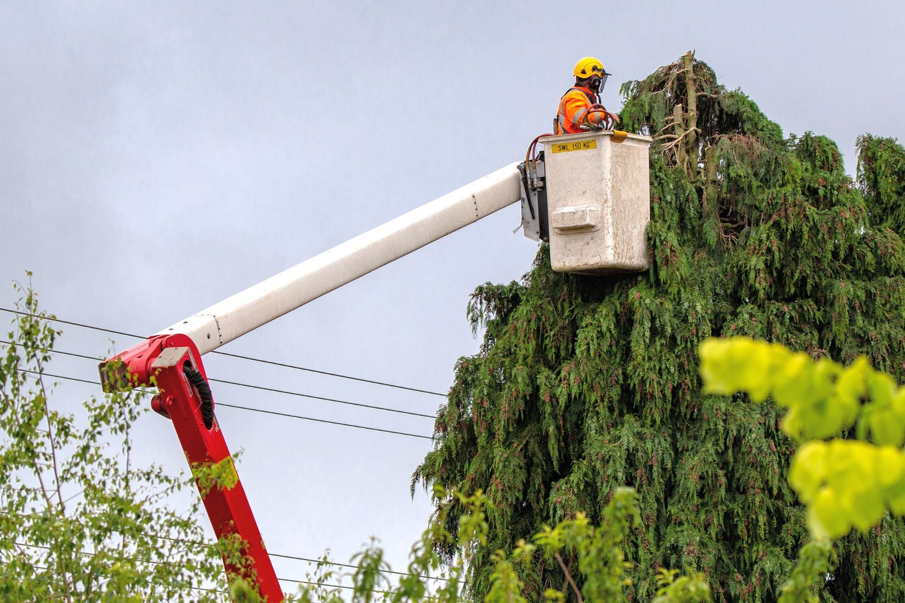 Best Practices for Managing and Trimming Your Trees