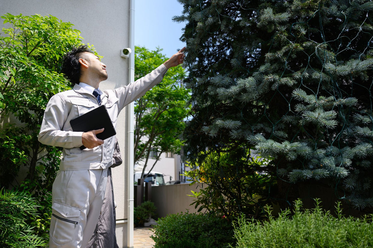 4 Tips for Checking the Health of Your Trees – Plant Me Green