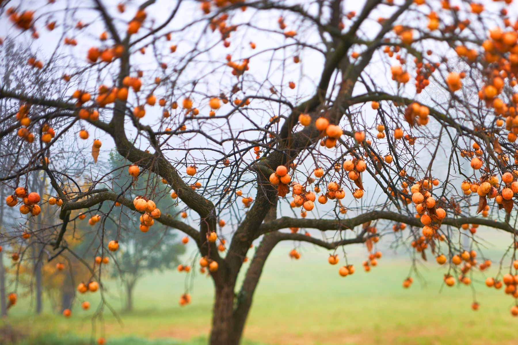 Persimmon Trees: What Are They and Where Did They Come From?