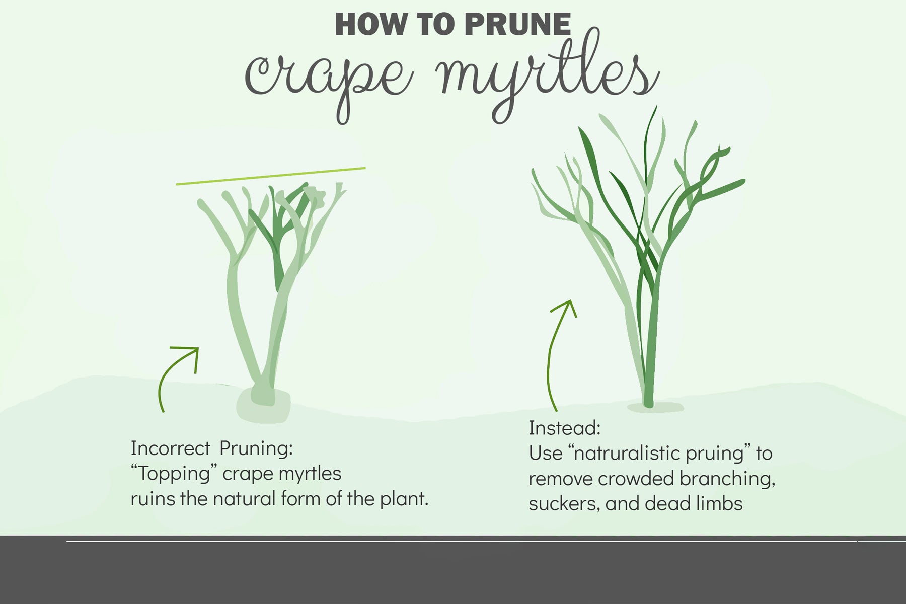 Pruning Crape Myrtles— Don't Cut Back!