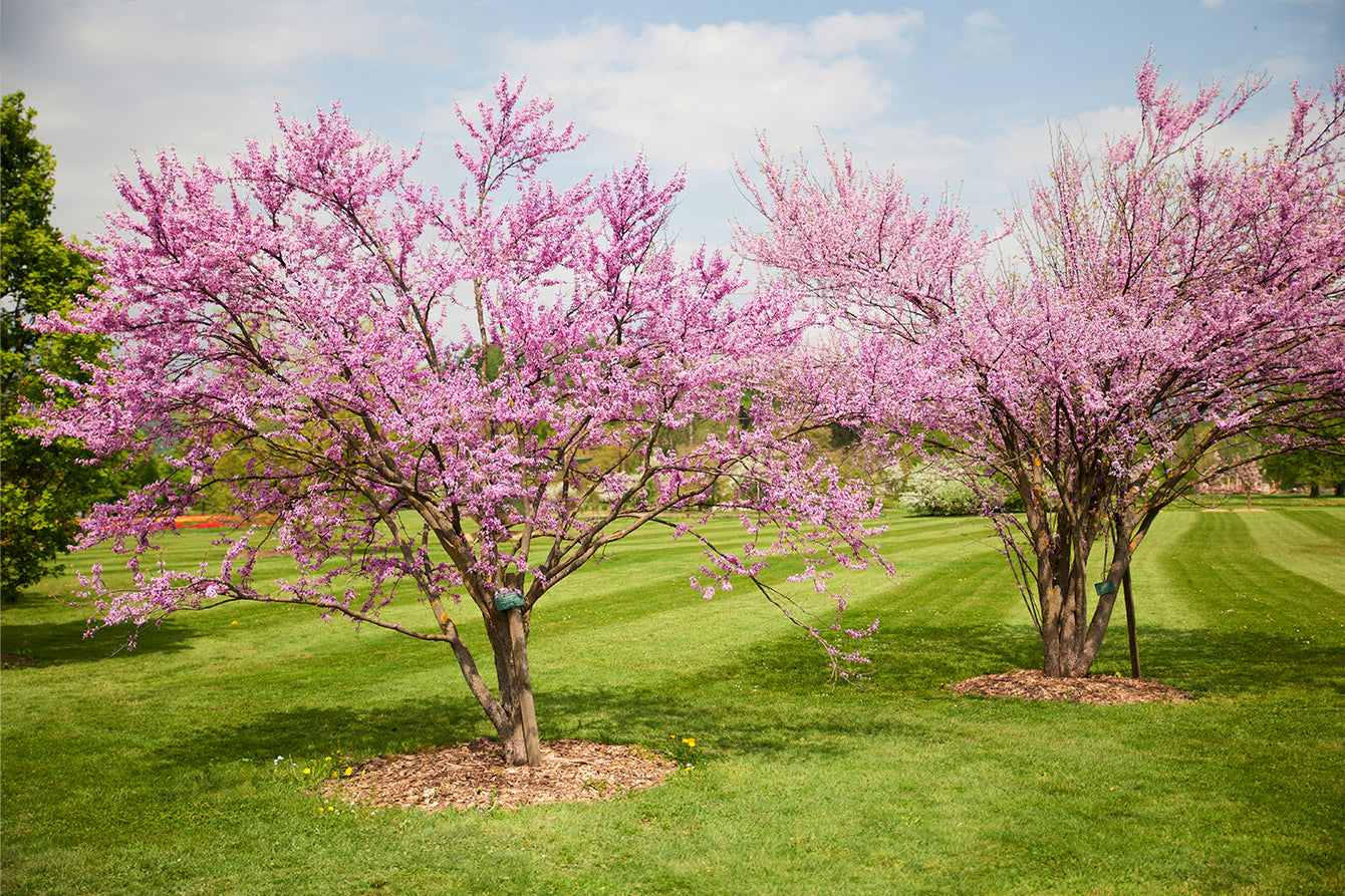 Redbuds: A Native Favorite for Pollinators & Color