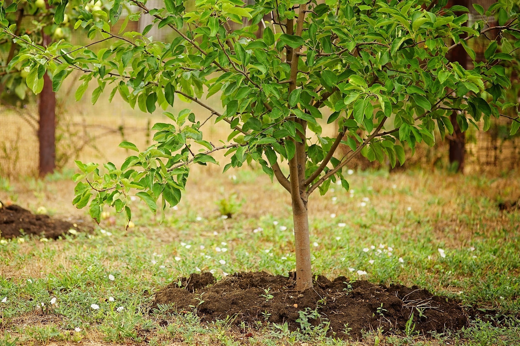 How to Prep Your Soil for a Successful Spring Planting (Including Tree Care)
