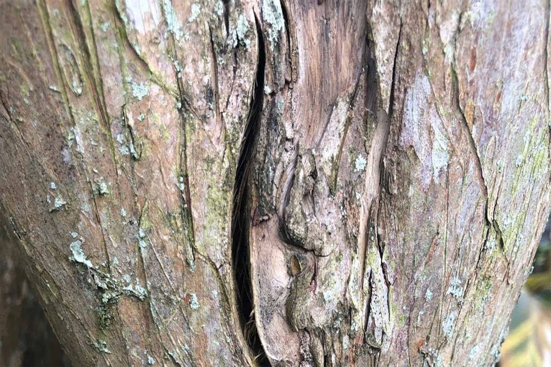 Saving a Split Crape Myrtle Trunk