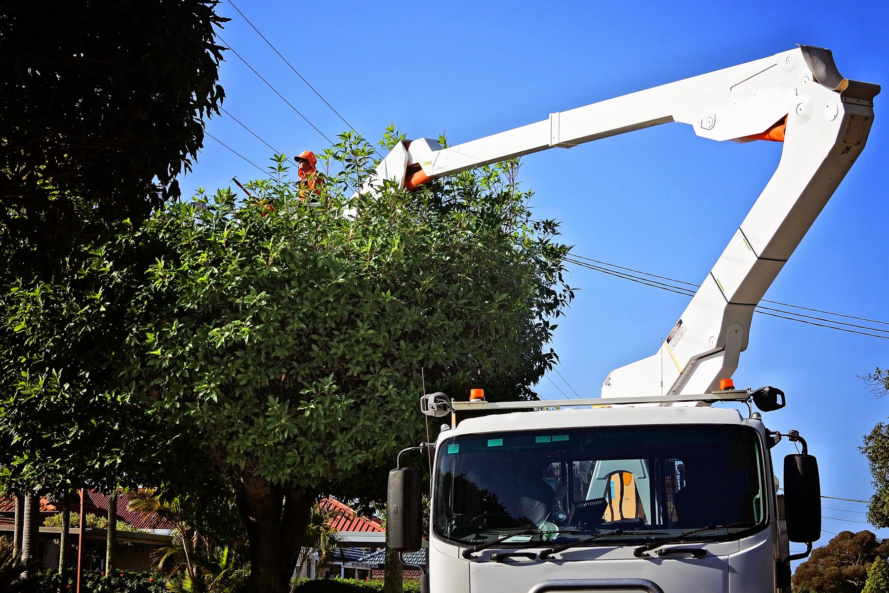 Landscaping Around Power Lines