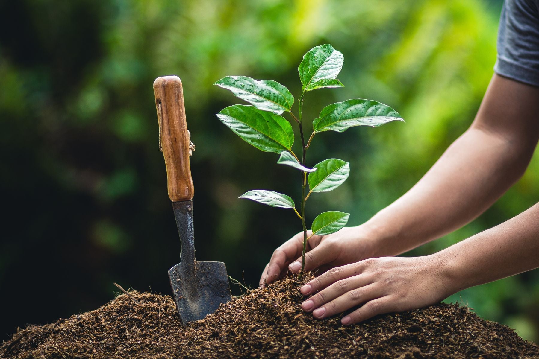 Why Planting a Fruit Tree Is a Gift for the Future