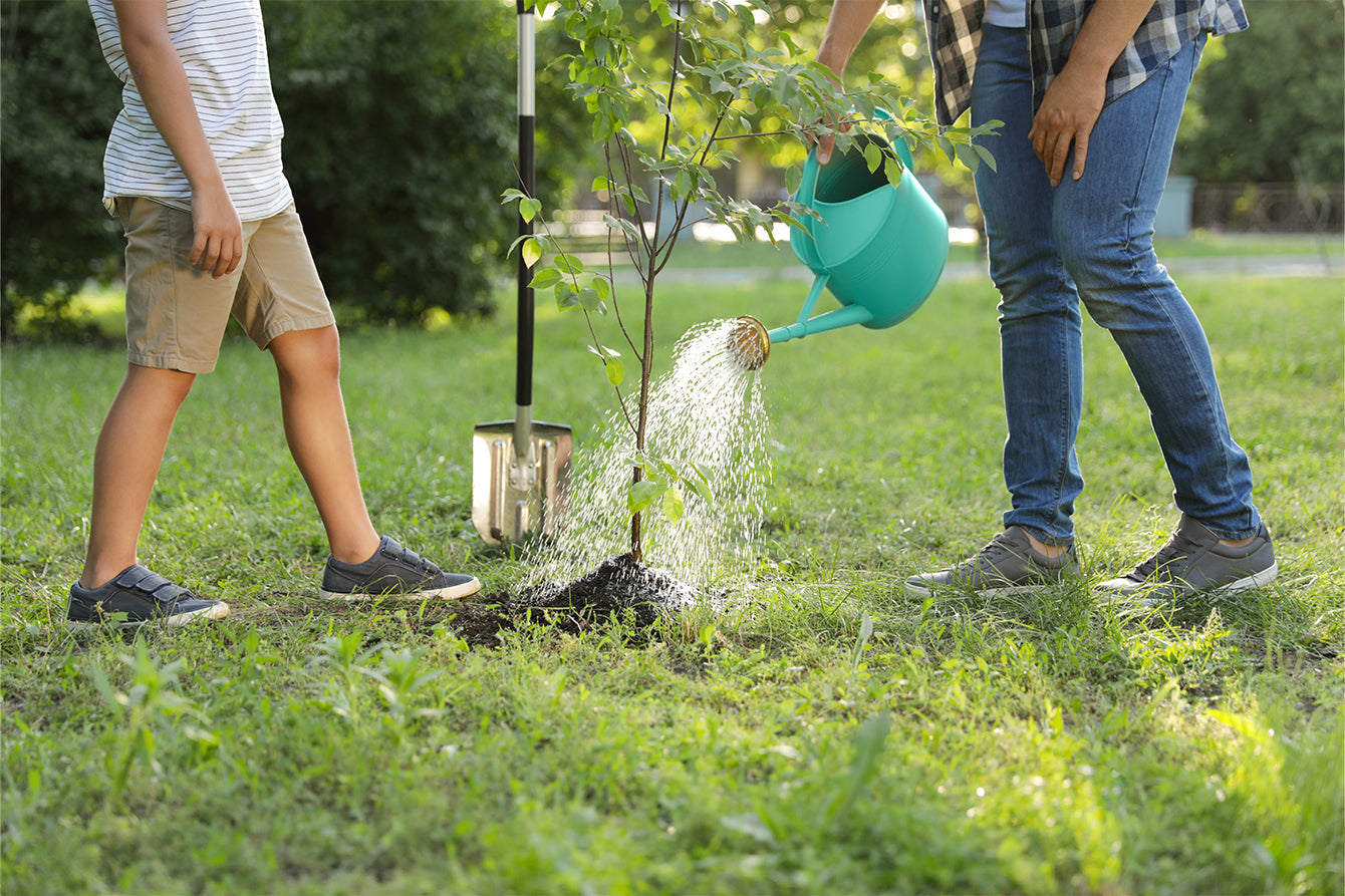 💧 How to Water Newly Planted Trees (The #1 Mistake to Avoid)