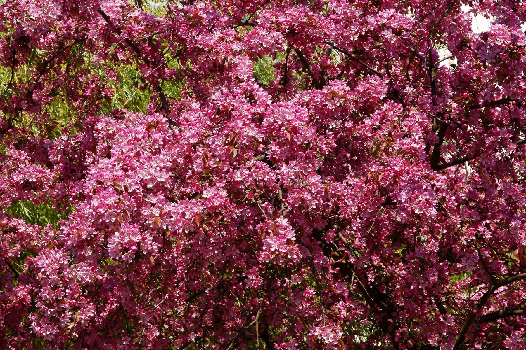 Should You Plant a Crabapple Tree Near an Apple Tree? – Plant Me Green