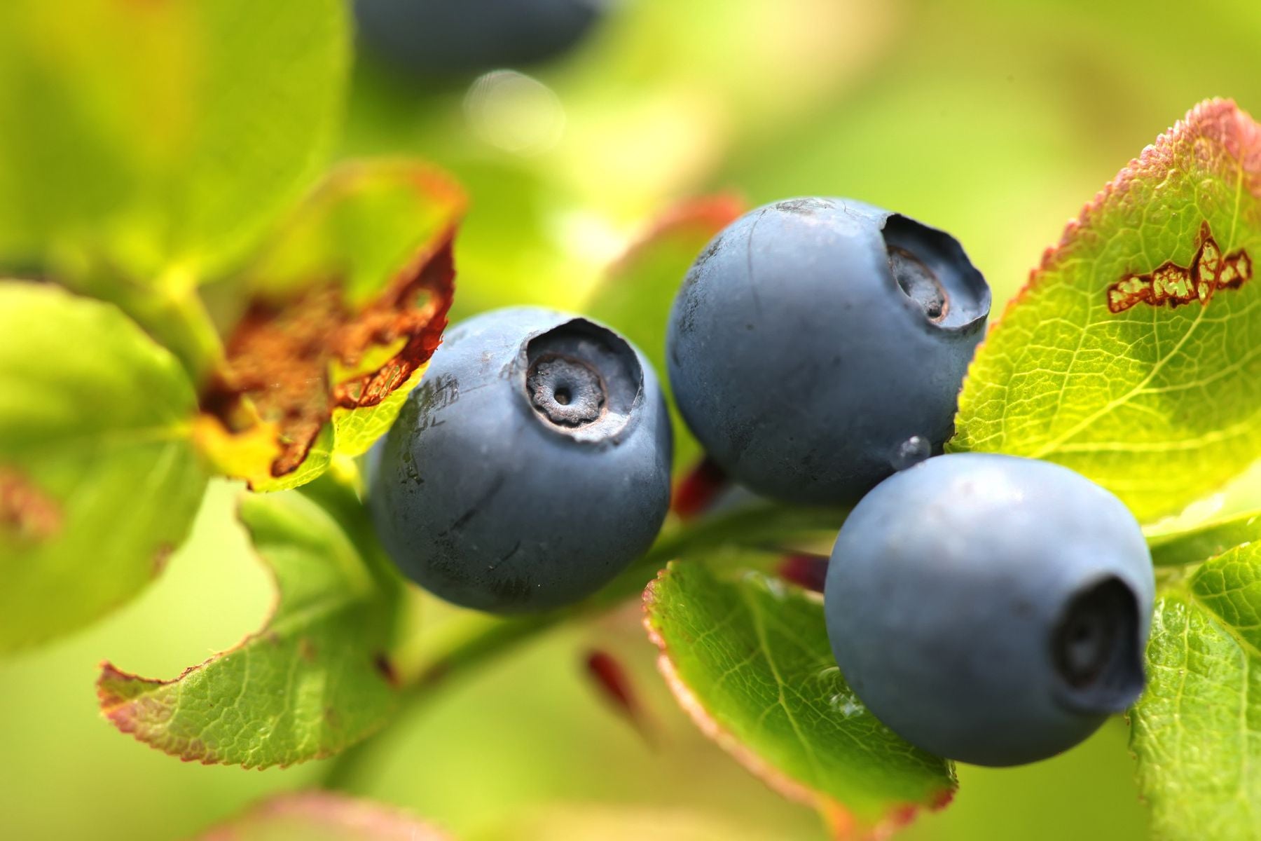 What Causes Blueberry Bush Leaves To Turn Brown?