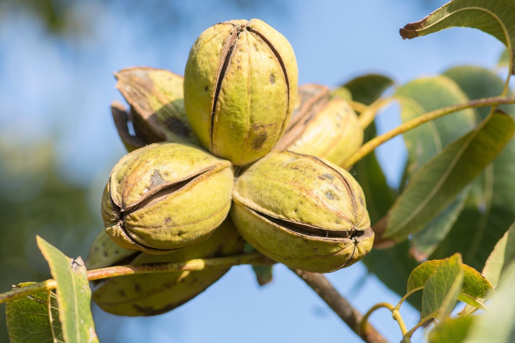 pecan nut tree