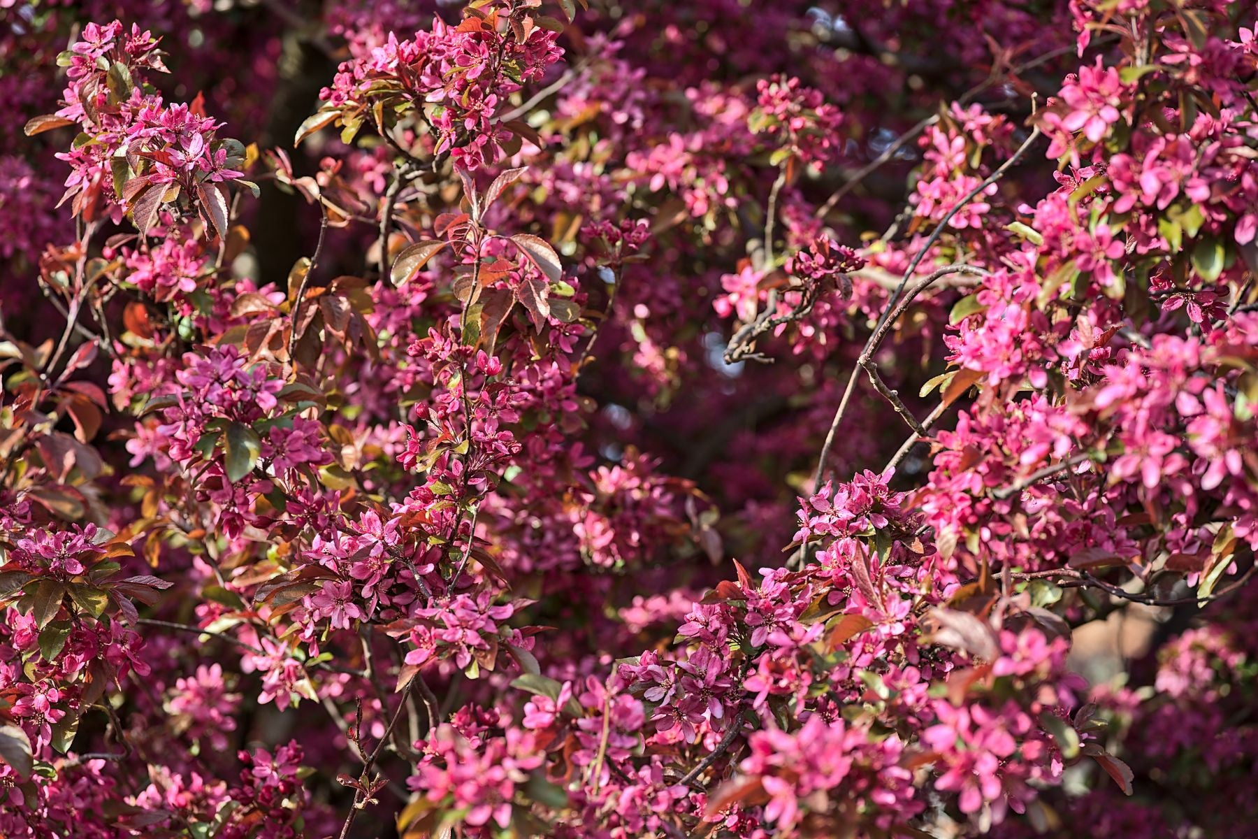 4 Tips for Selecting Trees for Small-Space Landscaping