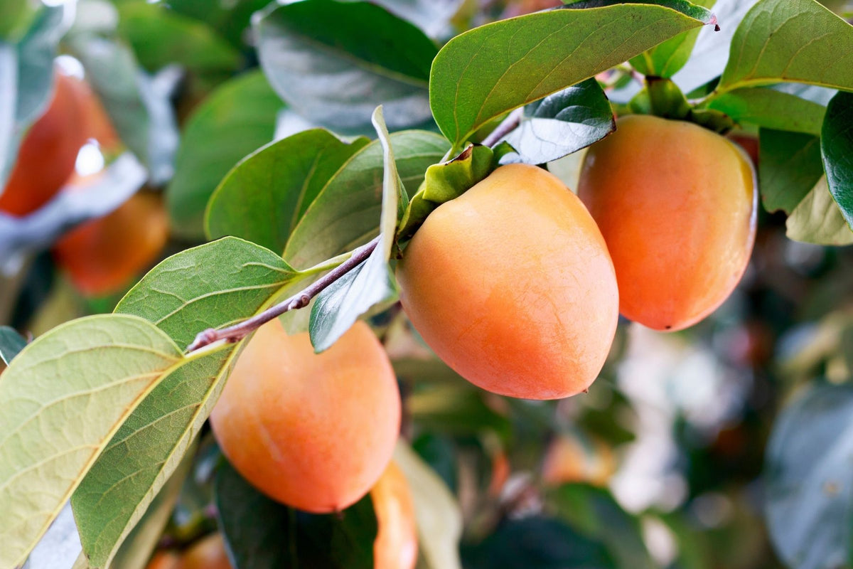 All About the Versatility of Persimmon Trees