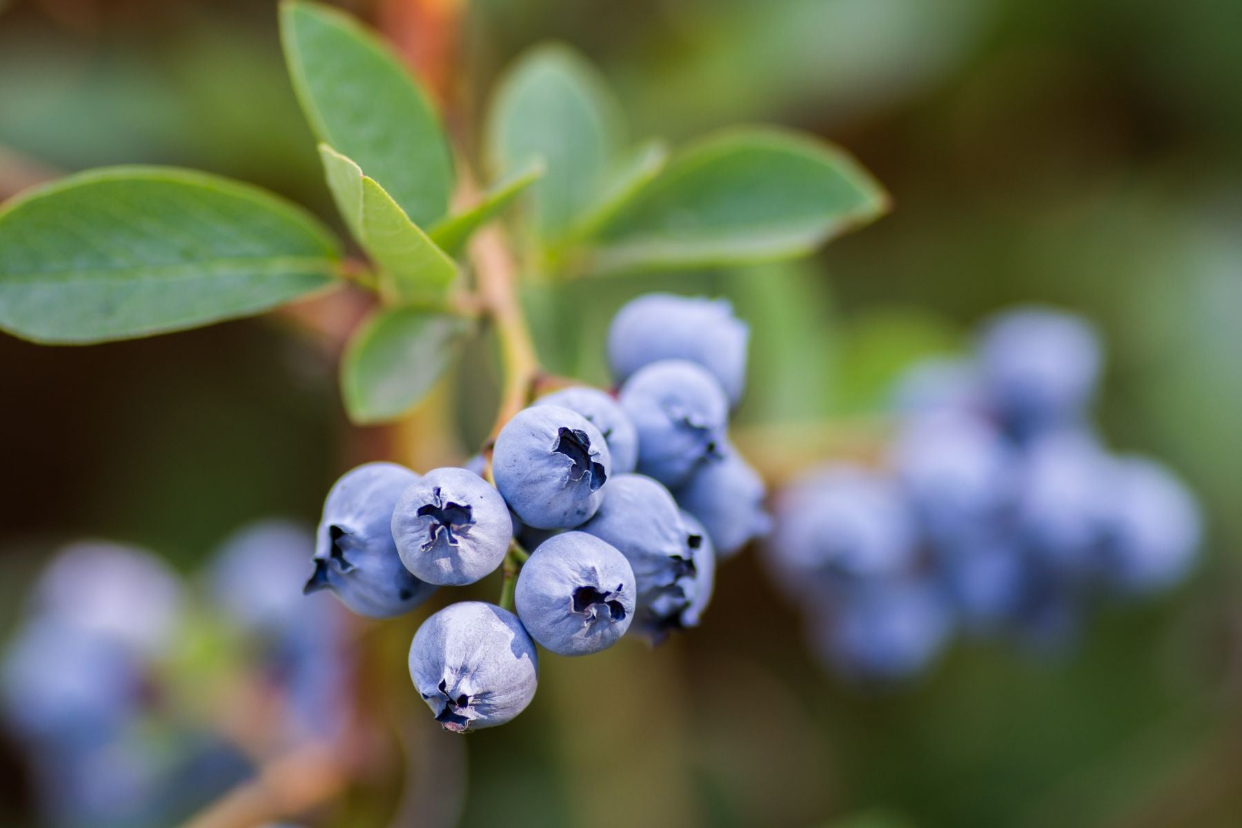 4 Signs That Your Blueberry Bush Is Ready to Harvest