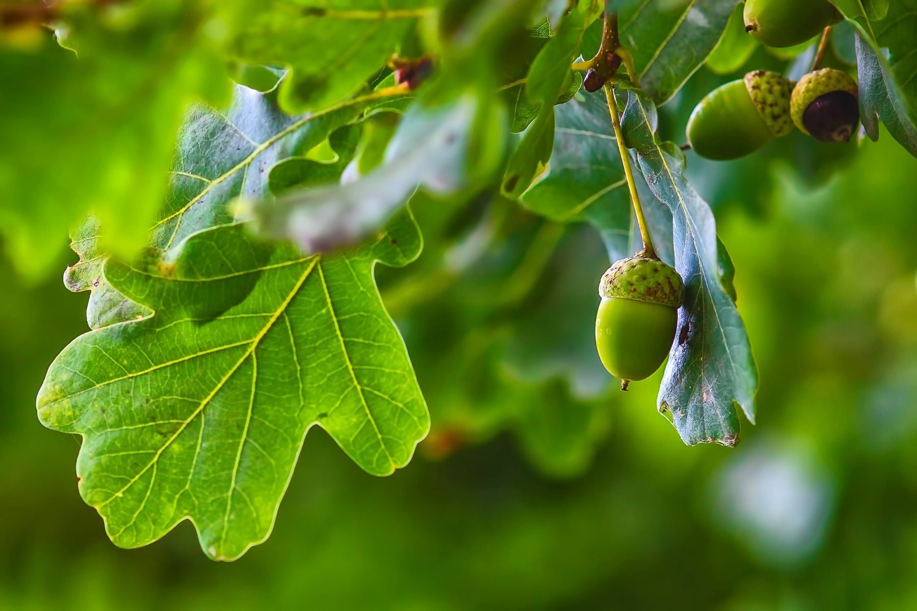 Why Are Oak Trees Considered Unique Among Trees?
