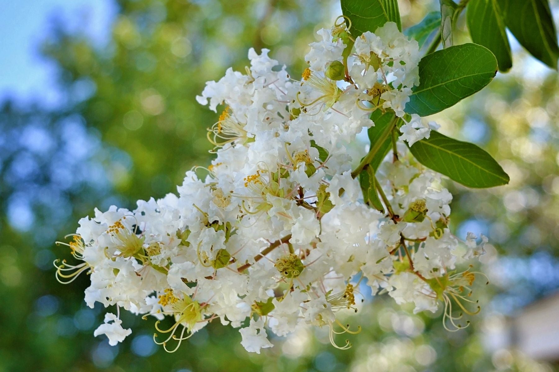 3 Reasons Your Crape Myrtle Is Not Blooming