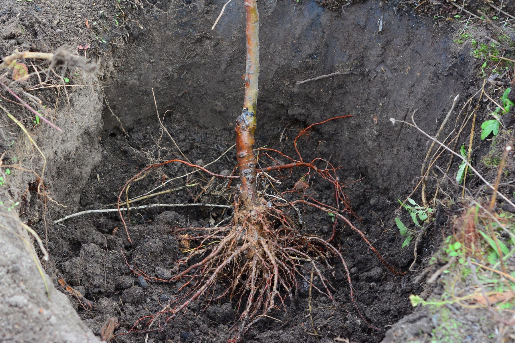 Should You Plant Bare-Root or Potted Pecan Trees?