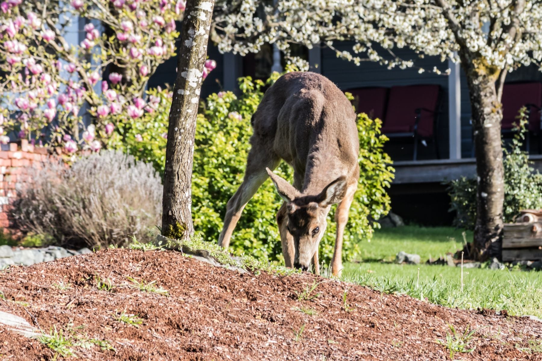 How To Keep Unwanted Animals Out of Your Yard