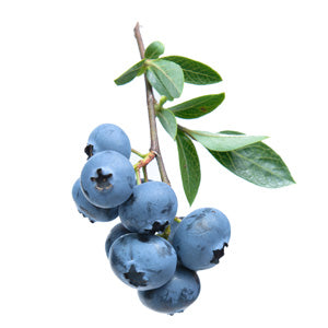 Blueberries