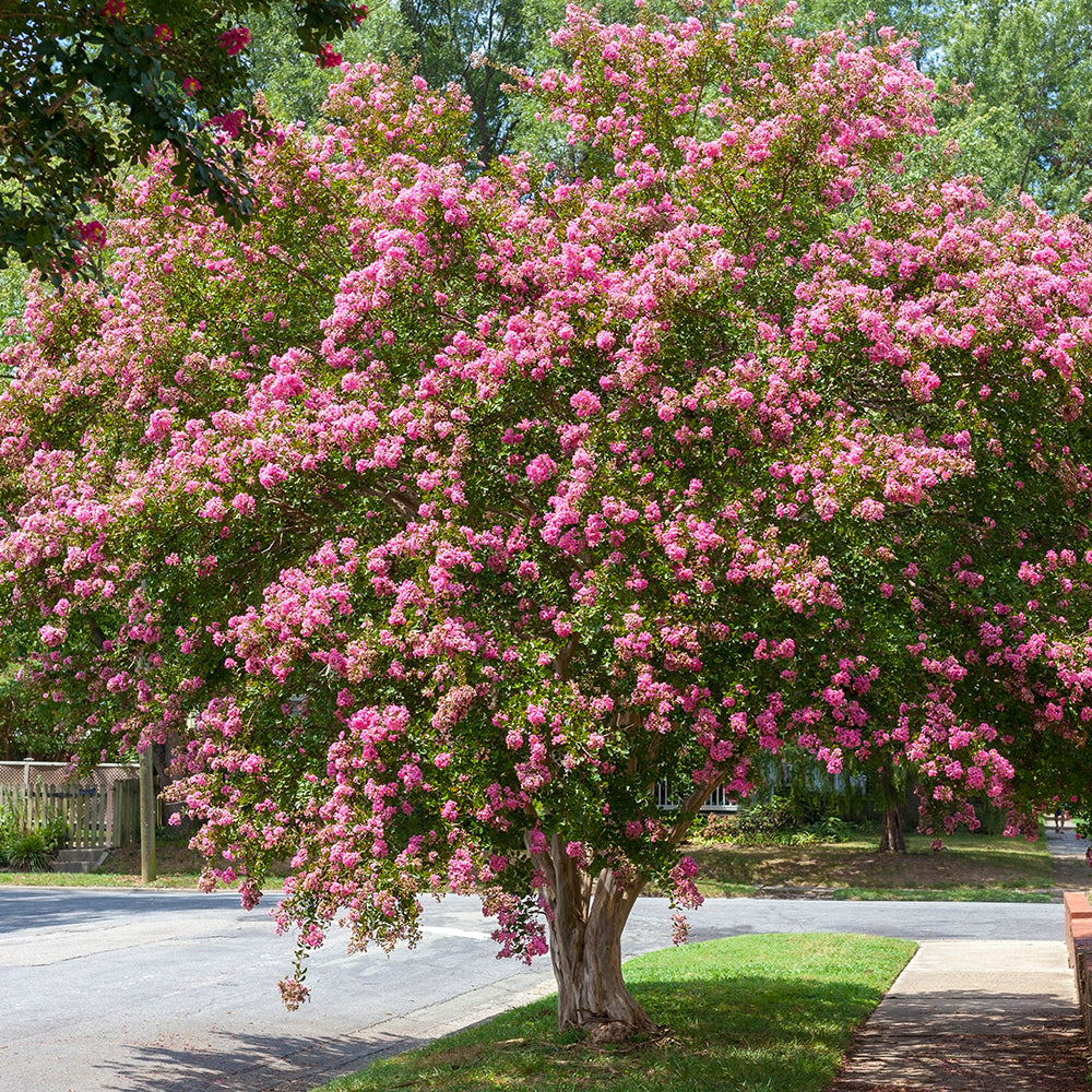 Crape Myrtle Trees