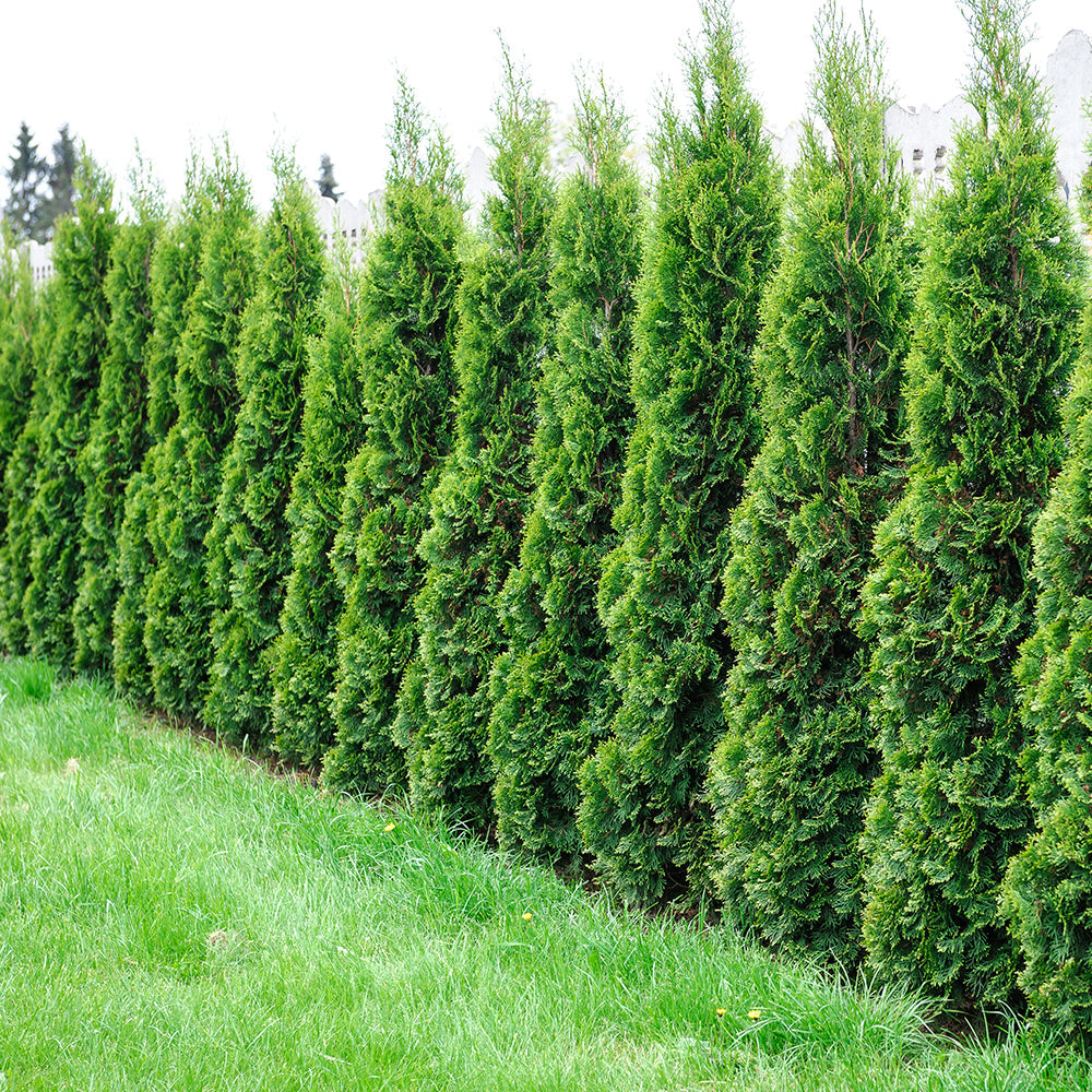 Evergreen Trees