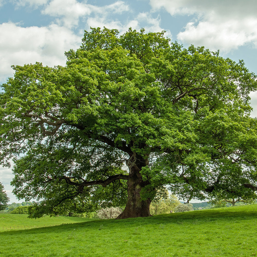 Shade Trees