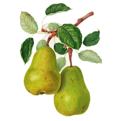 Pear Trees