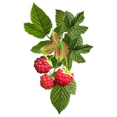 Raspberries