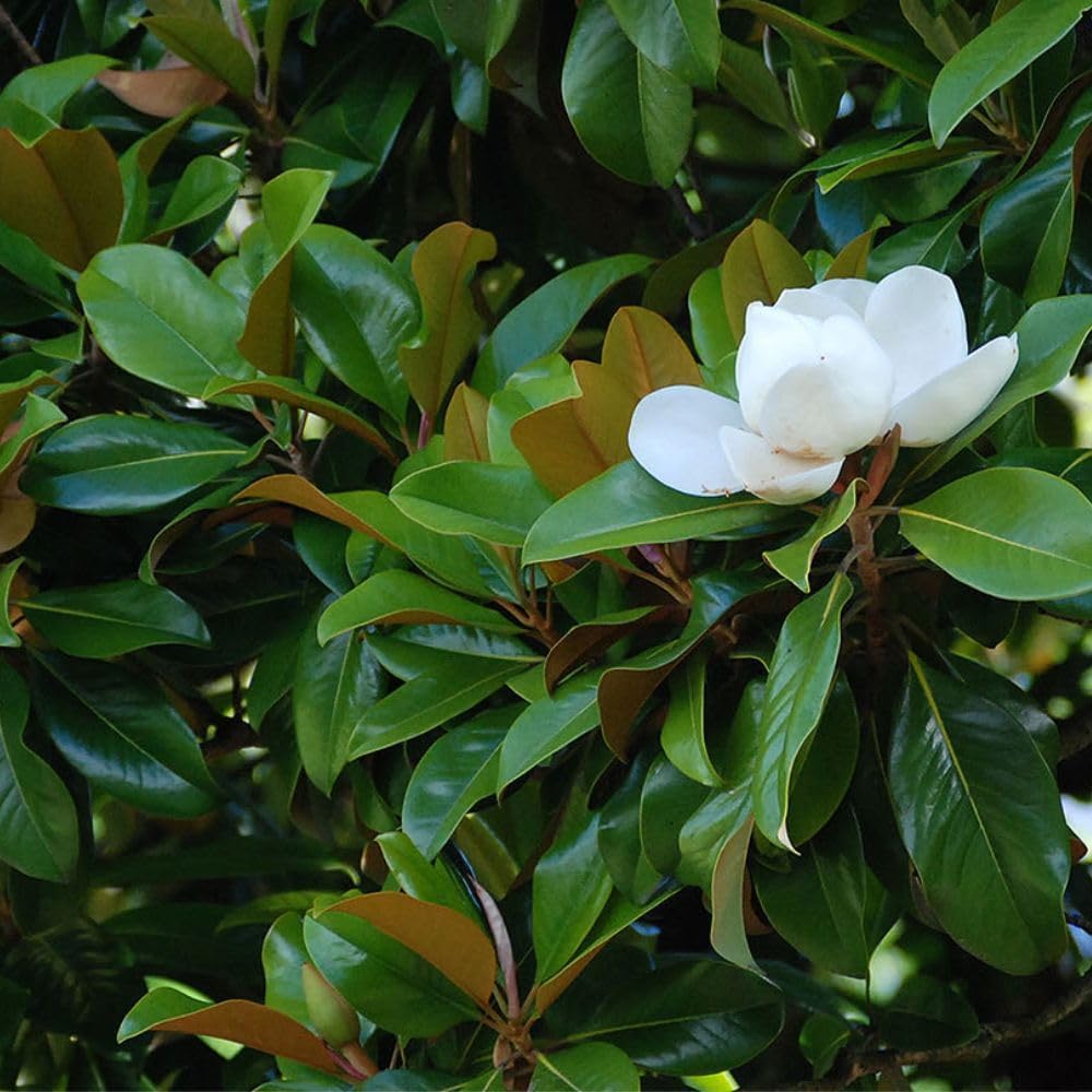 New Plants – Plant Me Green