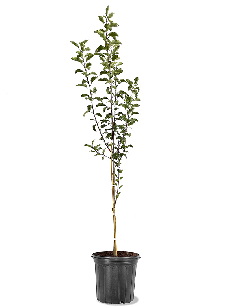 September Apple Tree September Wonder Apple | Apple Trees | Plant Me Green