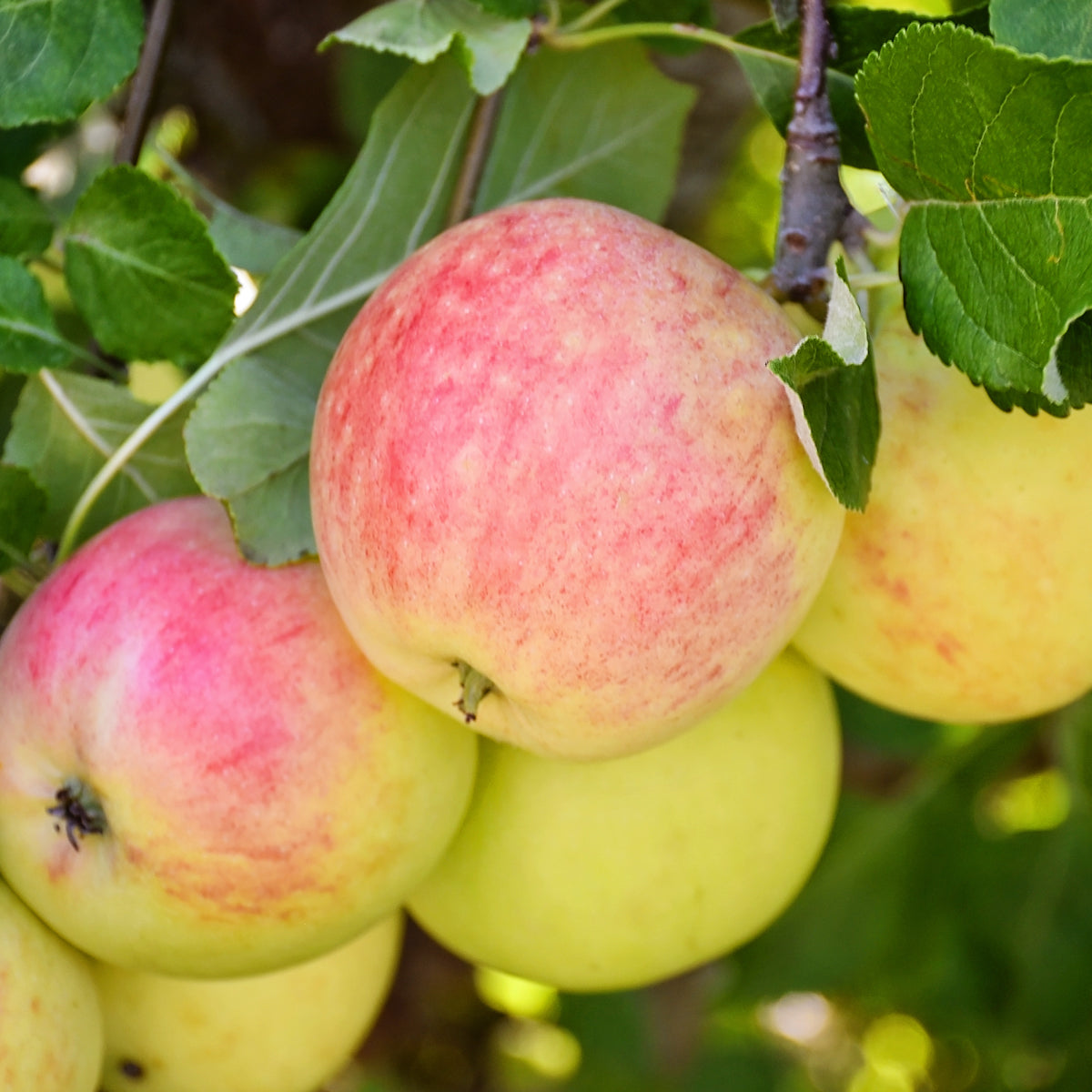 Plant Me Green | Anna Apple | Apple Trees