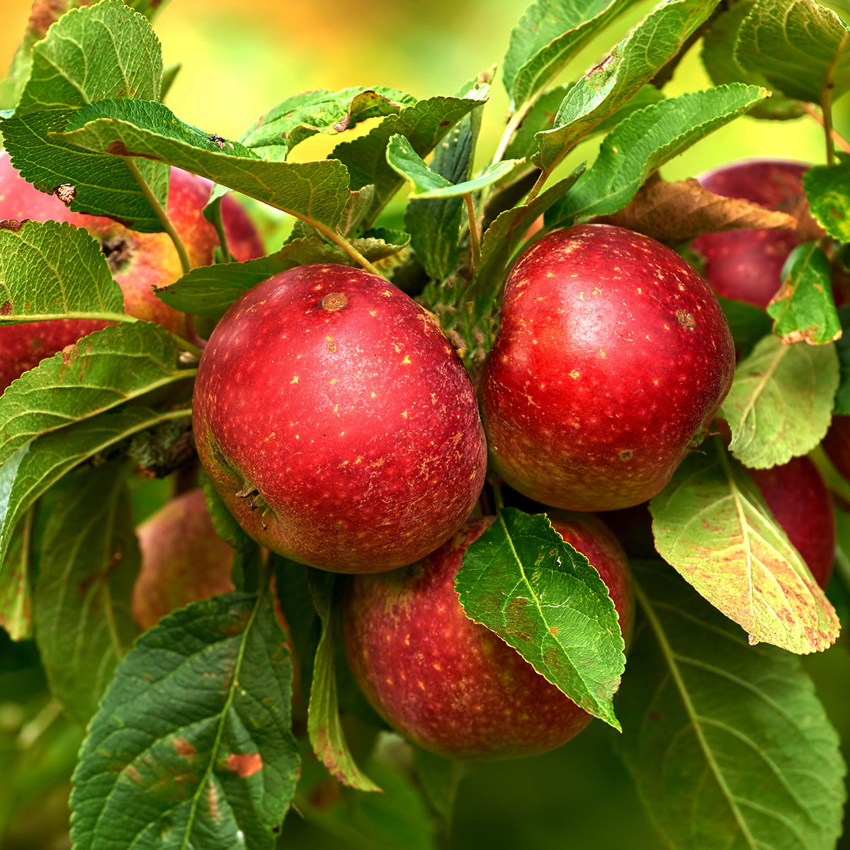 Apple Tree Liberty – Plant Me Green