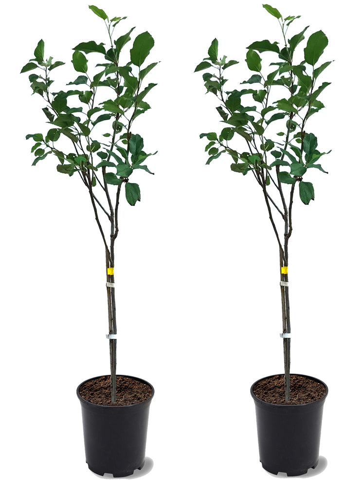 Potted Apple Trees for Sale | Buy Apple Trees Online – Plant Me Green
