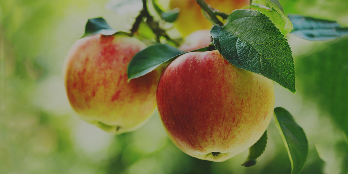 Potted Apple Trees for Sale | Buy Apple Trees Online – Tagged "zone 6 ...