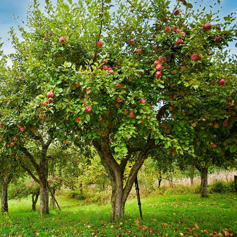 Apple Tree Planting Guide β Plant Me Green