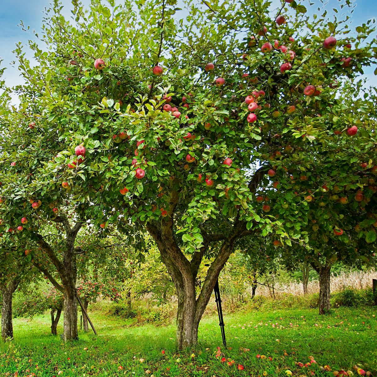 Apple Tree Planting Guide