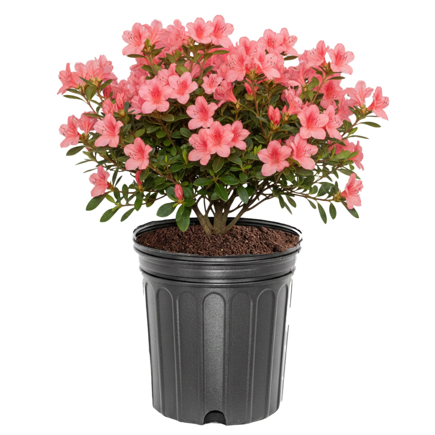 Rhododendron - Coral Bells Azalea – Plant Me Green