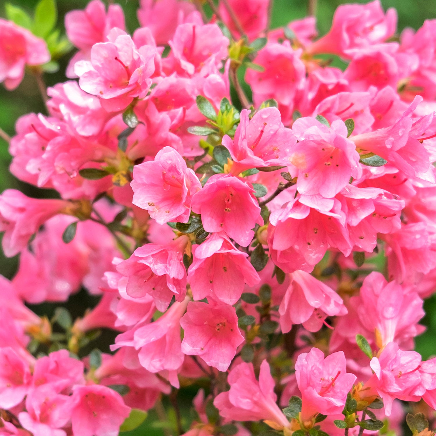 Rhododendron - Coral Bells Azalea – Plant Me Green