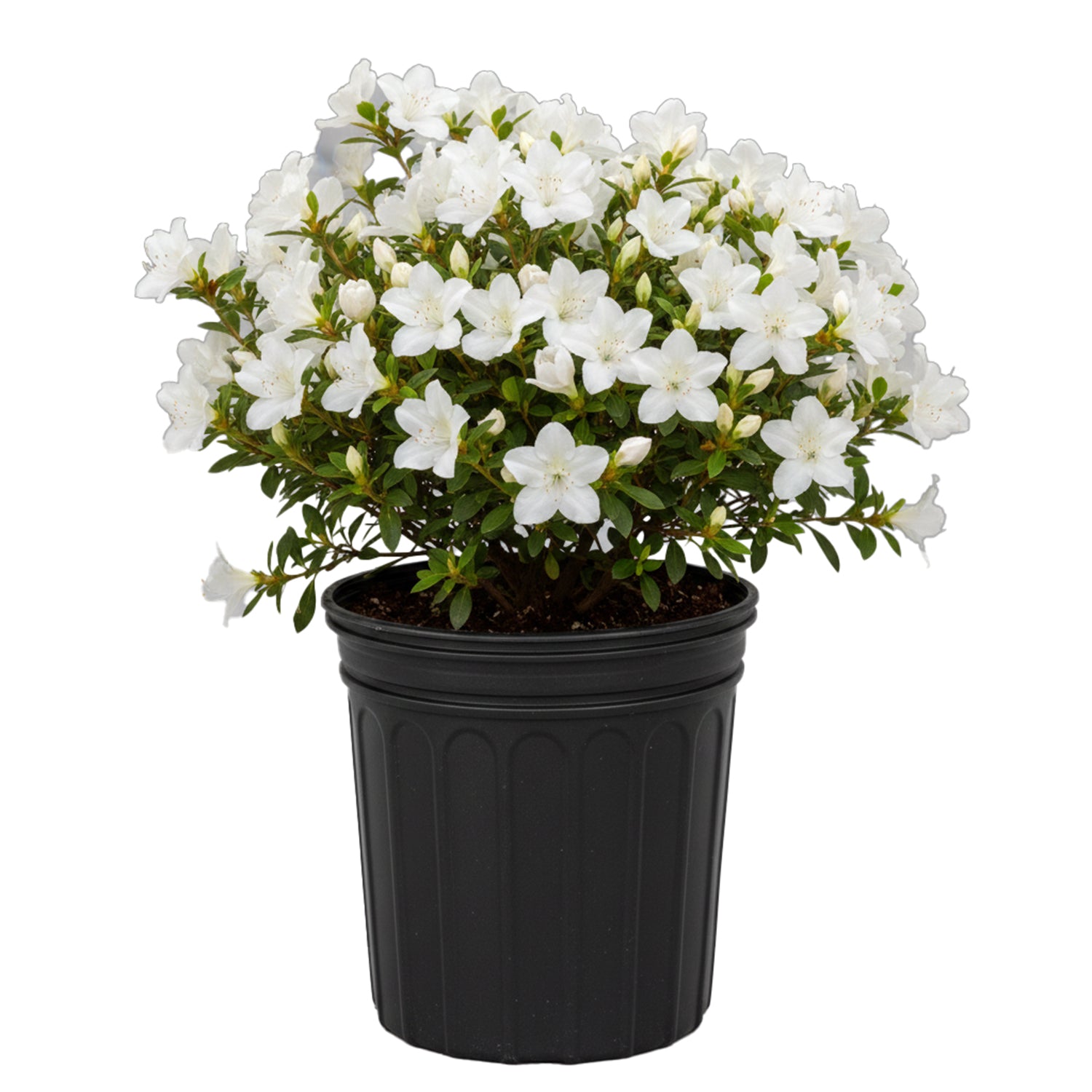 Rhododendron - Delaware Valley White Azalea – Plant Me Green