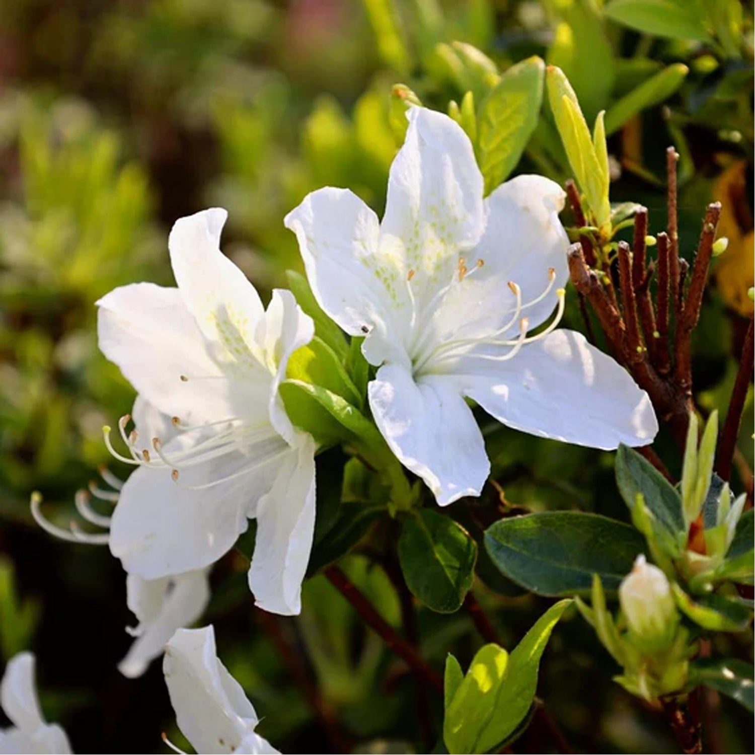 Rhododendron - Delaware Valley White Azalea – Plant Me Green