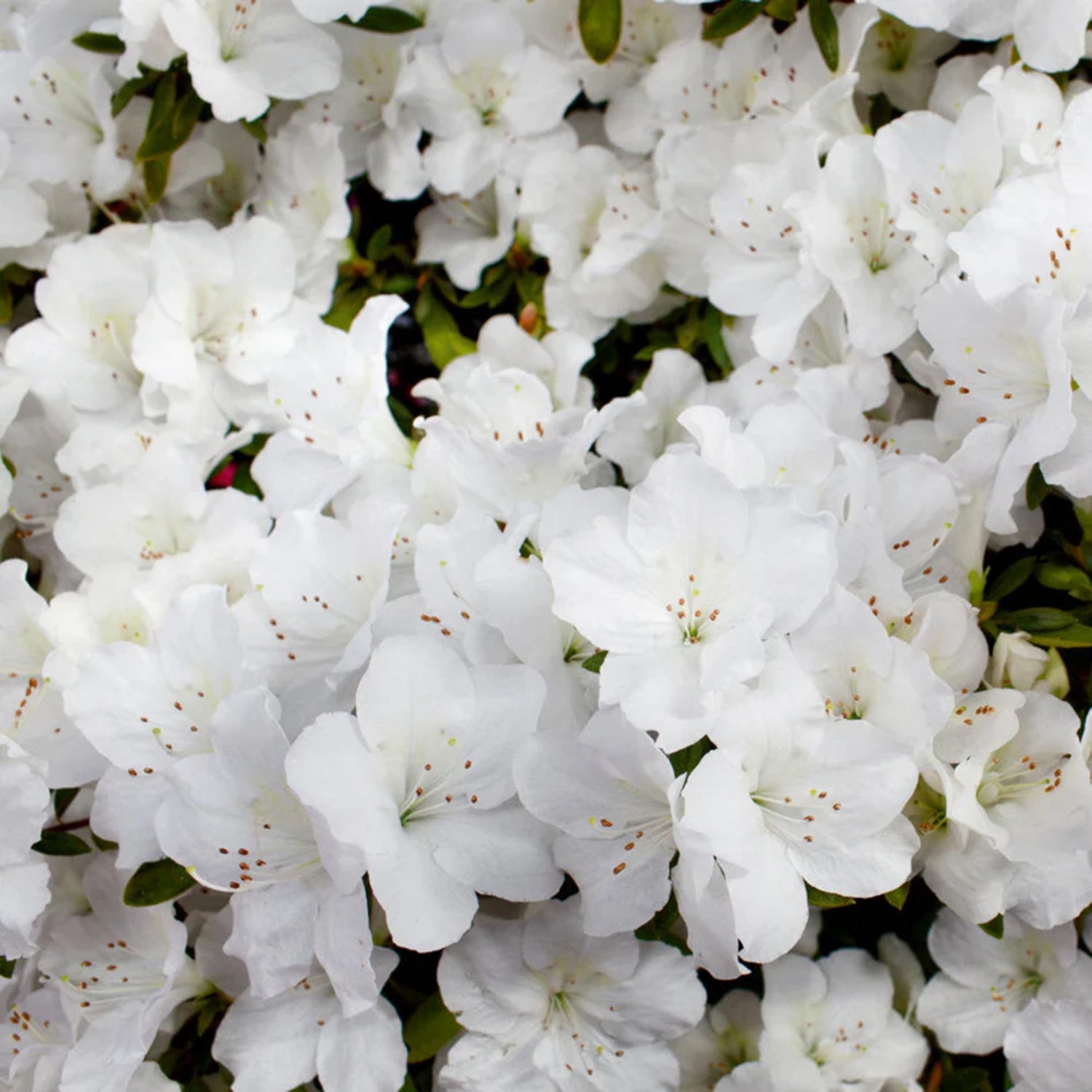 Rhododendron - Delaware Valley White Azalea – Plant Me Green
