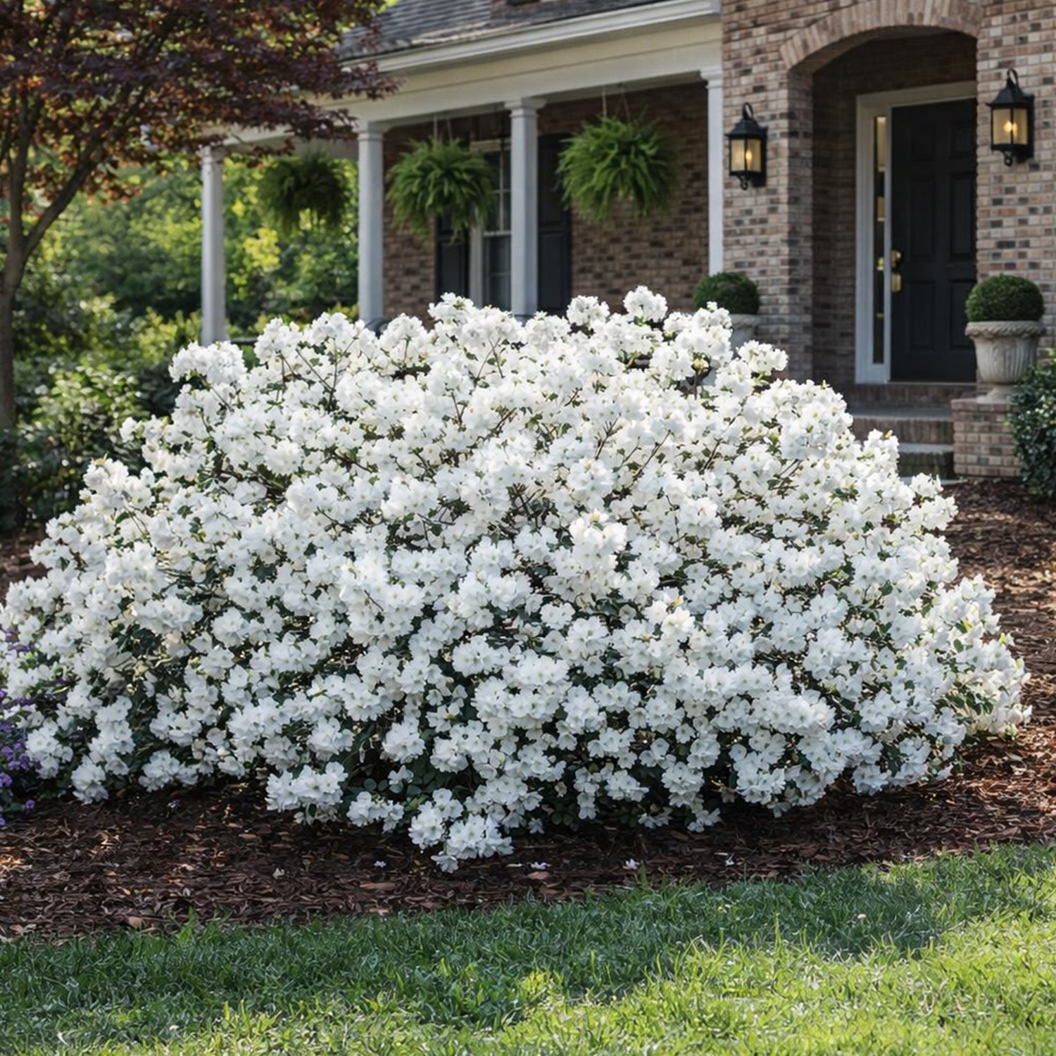 Rhododendron - Delaware Valley White Azalea – Plant Me Green