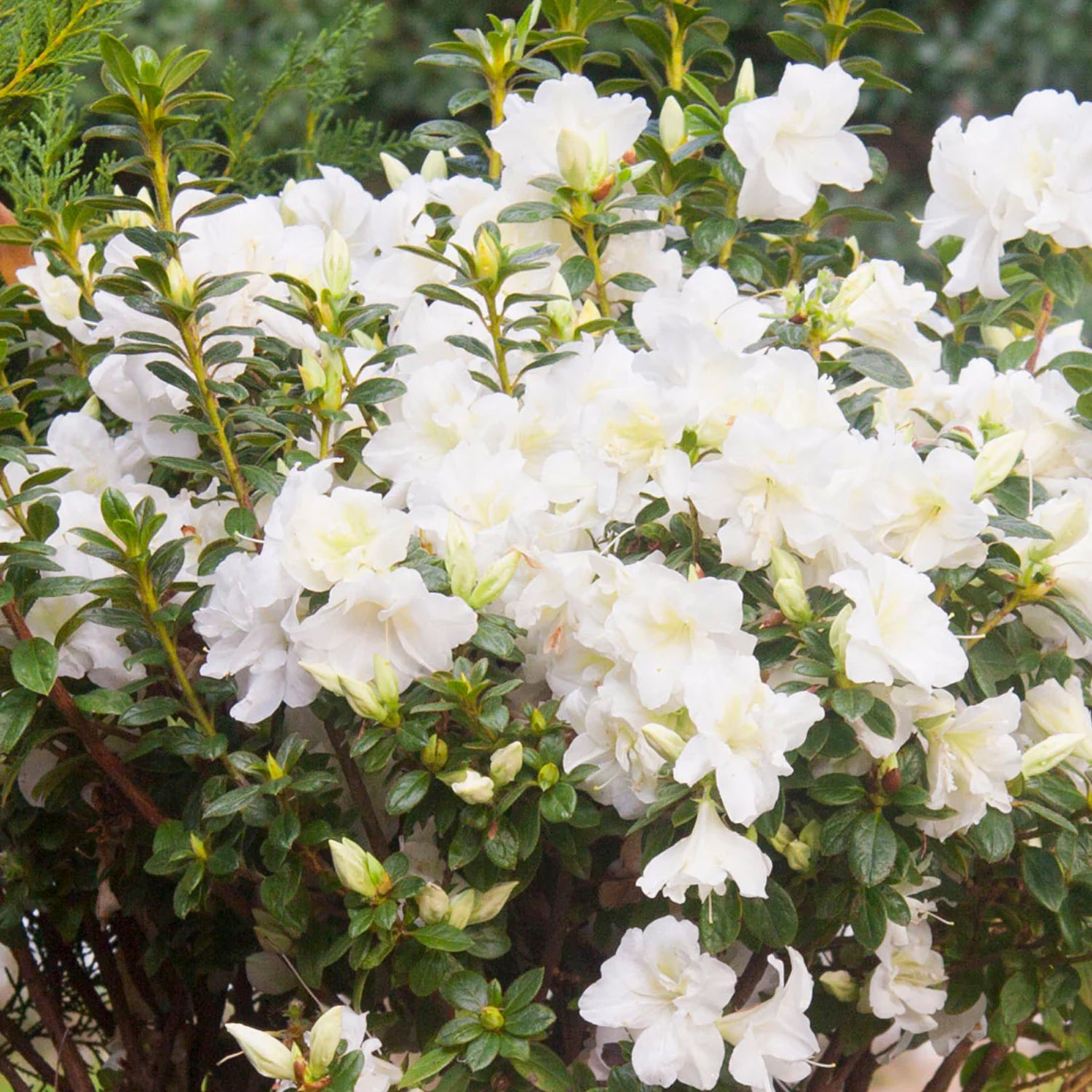 はるるん　AQ白302 Rhododendron - Encore Azalea® Autumn Moonlight – Plant Me Green