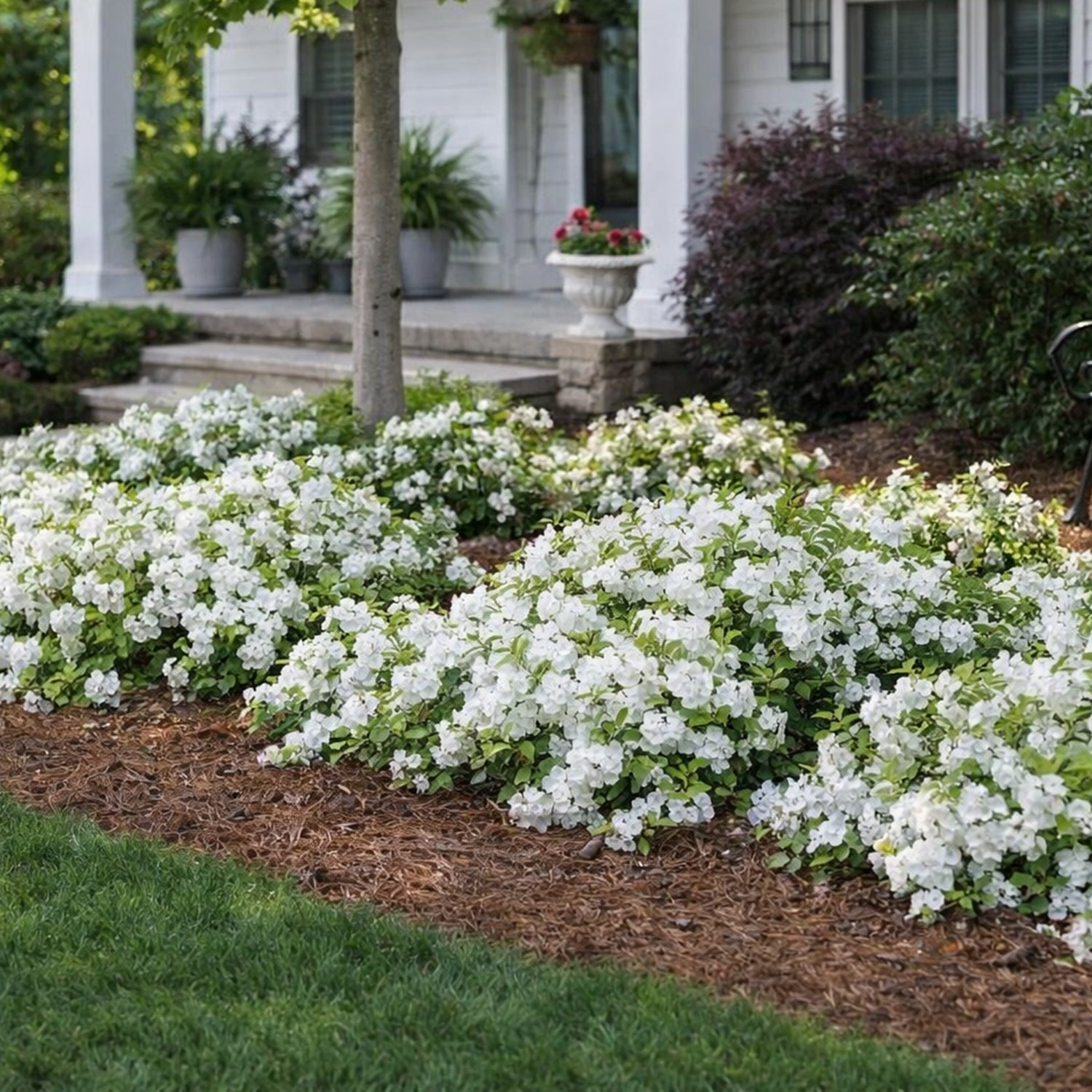 Rhododendron - Encore Azalea® Autumn Moonlight – Plant Me Green